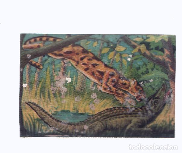 Coleccionismo deportivo: Cromos: de la Selva Misteriosa a los abismos del mar: numero 240: Choque brutal