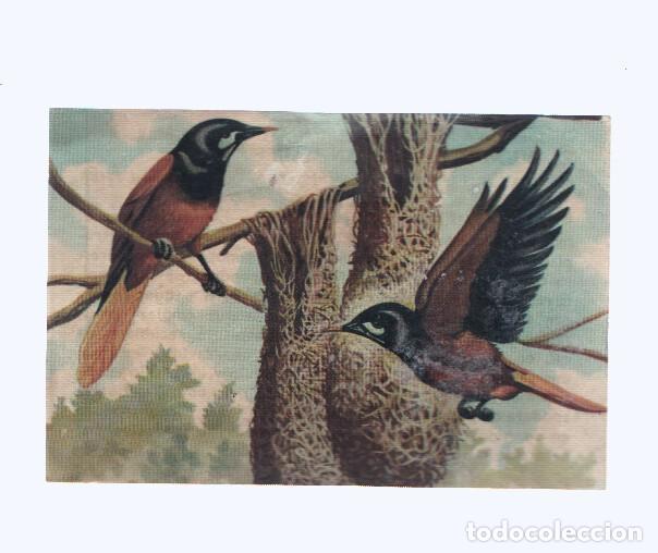 Coleccionismo deportivo: Cromos: de la Selva Misteriosa a los abismos del mar: numero 234: Viviendas originales