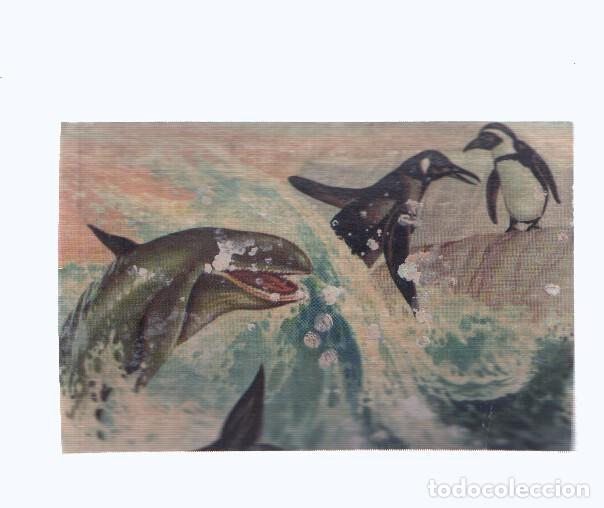 Coleccionismo deportivo: Cromos: de la Selva Misteriosa a los abismos del mar: numero 247: Voracidad en los mares helados