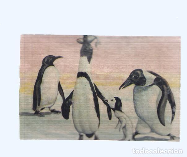Collezionismo sportivo: Cromos: de la Selva Misteriosa a los abismos del mar: numero 246: Aves vestidas de Frac