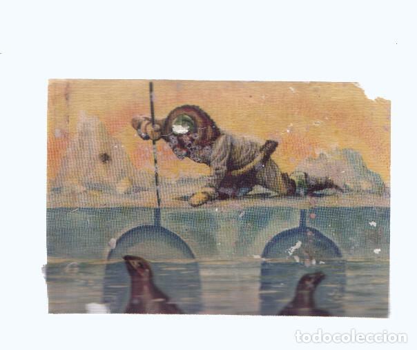 Collezionismo sportivo: Cromos: de la Selva Misteriosa a los abismos del mar: numero 254: Cazador de focas
