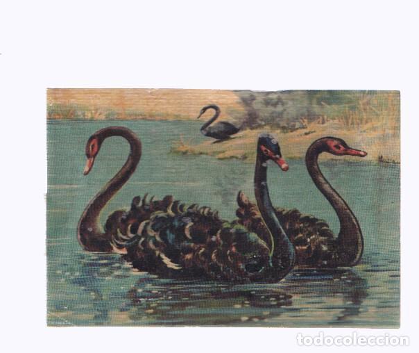 Collezionismo sportivo: Cromos: de la Selva Misteriosa a los abismos del mar: numero 288: Aristocratas del lago