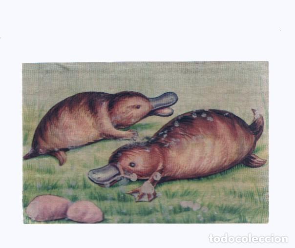 Collezionismo sportivo: Cromos: de la Selva Misteriosa a los abismos del mar: numero 274: Mamiferos que ponen huevos