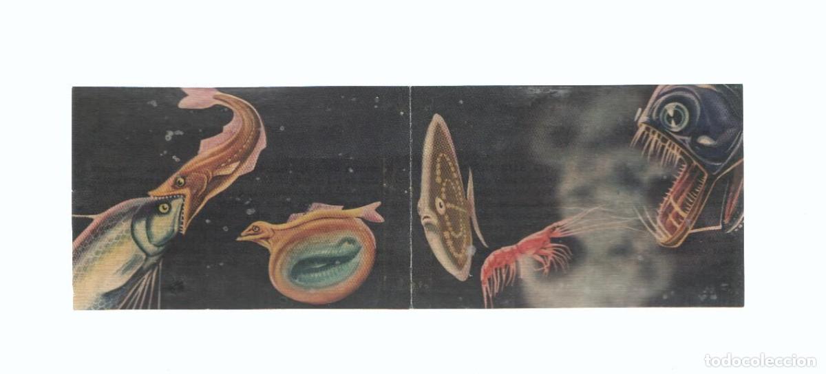 Collezionismo sportivo: Cromos: de la Selva Misteriosa a los abismos del mar: numero 281-282: vida en el abismo submarino