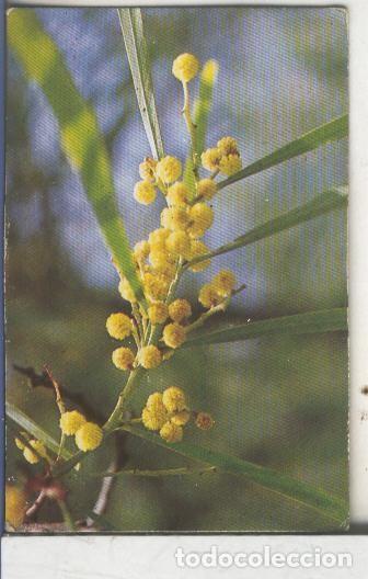 Sports collectibles: Cromos: Arbres de Barcelona numero 27.B: Mimosa de tot temps: flor - Varios