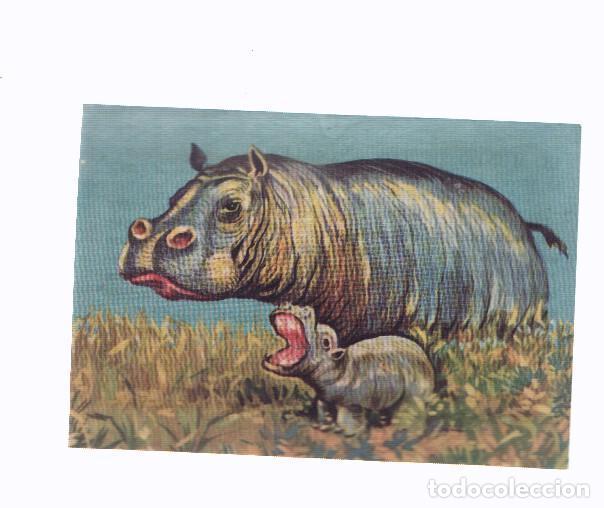 Collezionismo sportivo: Cromos: de la Selva Misteriosa a los abismos del mar: numero 121: Ternura en la jungla