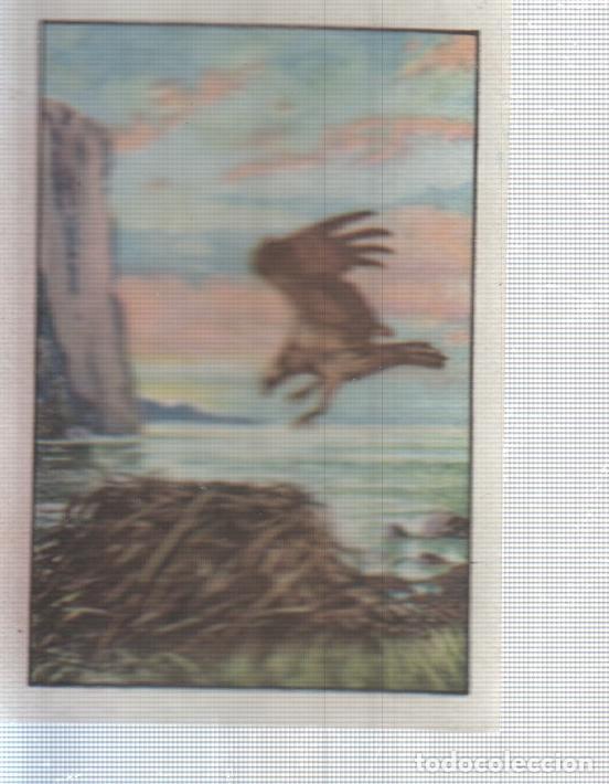 Colecionismo desportivo: Cromo Nestle numerado 003