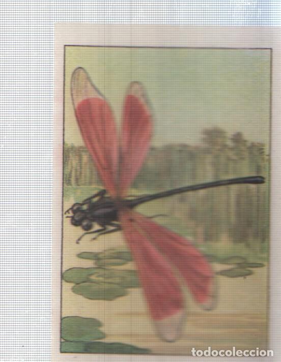 Colecionismo desportivo: Cromo Nestle numerado 026: Libelula