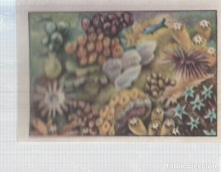 Colecionismo desportivo: Cromo Nestle numerado 025: Ciencias