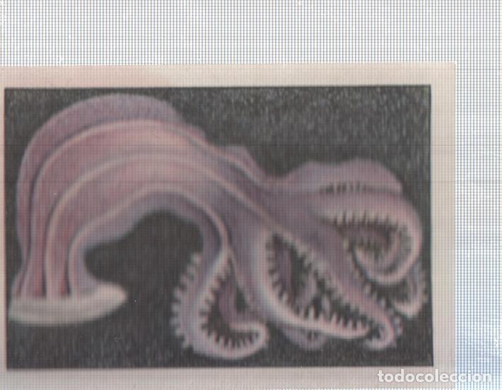 Sports collectibles: Cromo Nestle numerado 035: Fauna marina