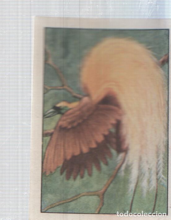 Coleccionismo deportivo: Cromo Nestle numerado 073: Ave