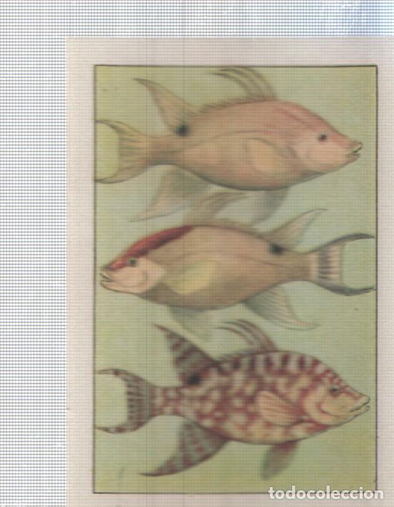 Coleccionismo deportivo: Cromo Nestle numerado 078: peces
