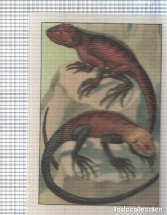 Coleccionismo deportivo: Cromo Nestle numerado 076: Lagartos