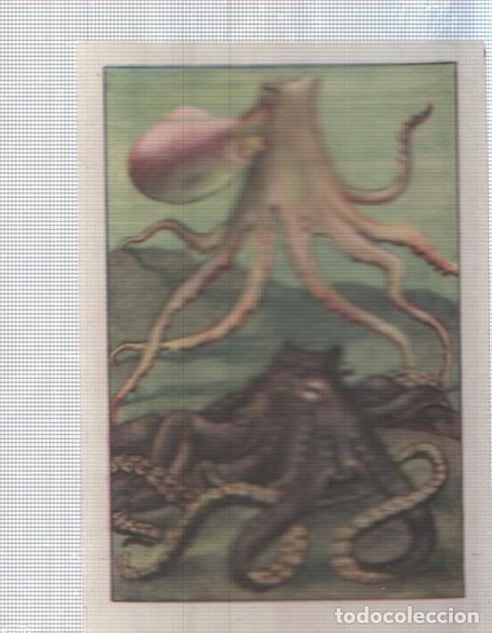 Coleccionismo deportivo: Cromo Nestle numerado 075: Pulpos