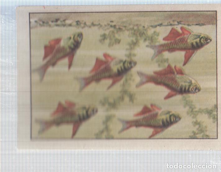 Coleccionismo deportivo: Cromo Nestle numerado 098: Peces