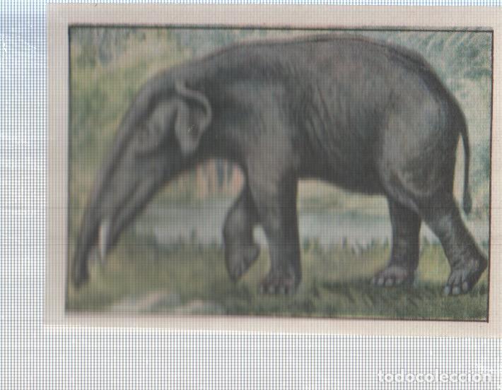 Sammelleidenschaft Sport: Cromo Nestle numerado 111: Elefante