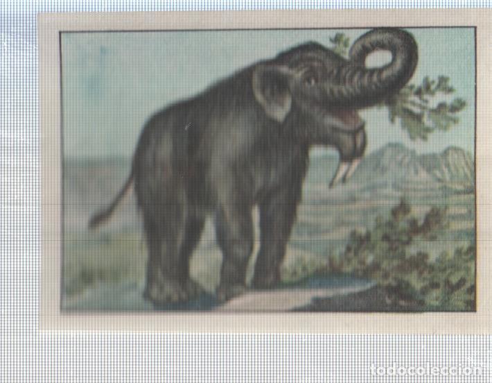 Coleccionismo deportivo: Cromo Nestle numerado 110: Elefante