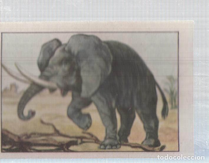 Sammelleidenschaft Sport: Cromo Nestle numerado 115: Elefante