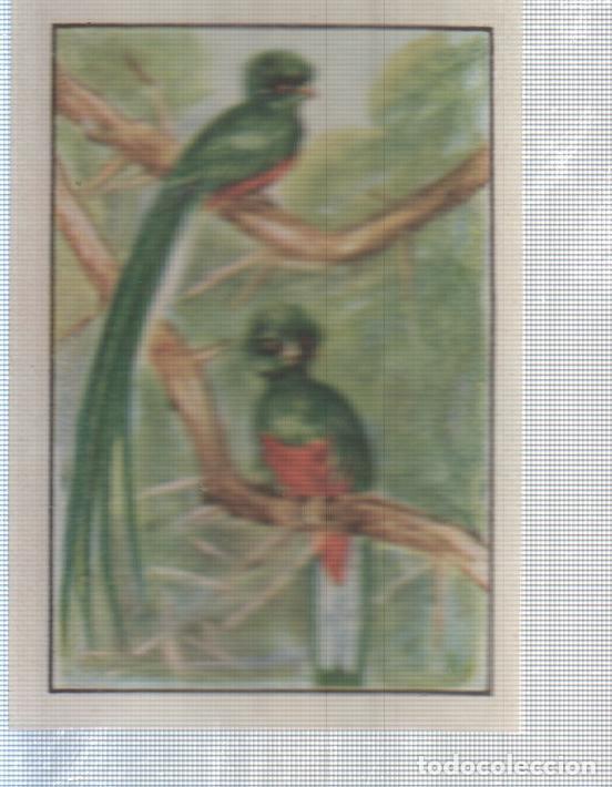 Collectionnisme sportif: Cromo Nestle numerado 138: Aves