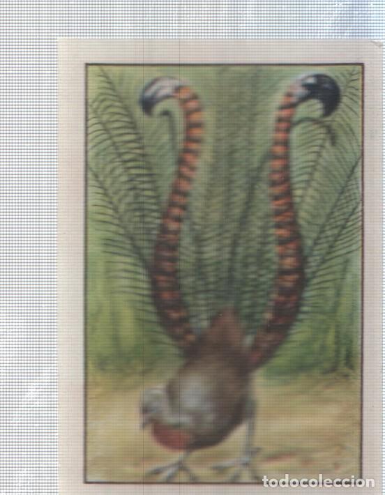 Collectionnisme sportif: Cromo Nestle numerado 131: pavo real