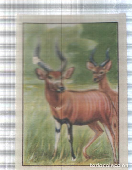 Collectionnisme sportif: Cromo Nestle numerado 136: Fauna