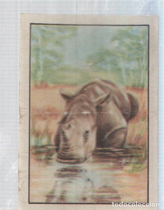 Collectionnisme sportif: Cromo Nestle numerado 130: Hipopotamo