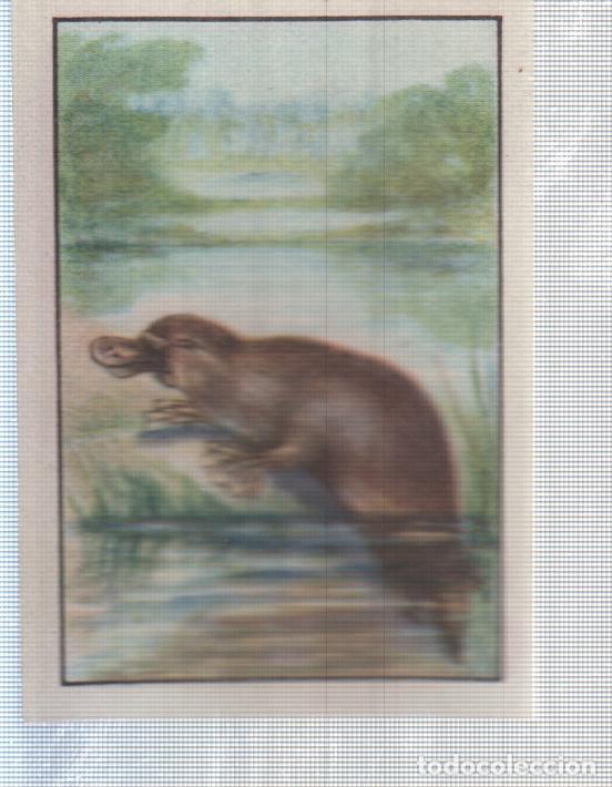 Collectionnisme sportif: Cromo Nestle numerado 135: Fauna