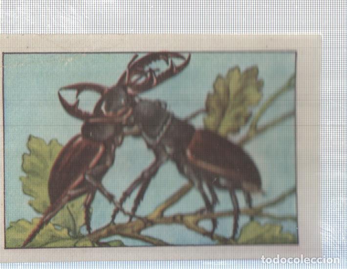 Collectionnisme sportif: Cromo Nestle numerado 161: Escarabajos