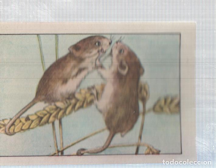 Collectionnisme sportif: Cromo Nestle numerado 160: Ratones