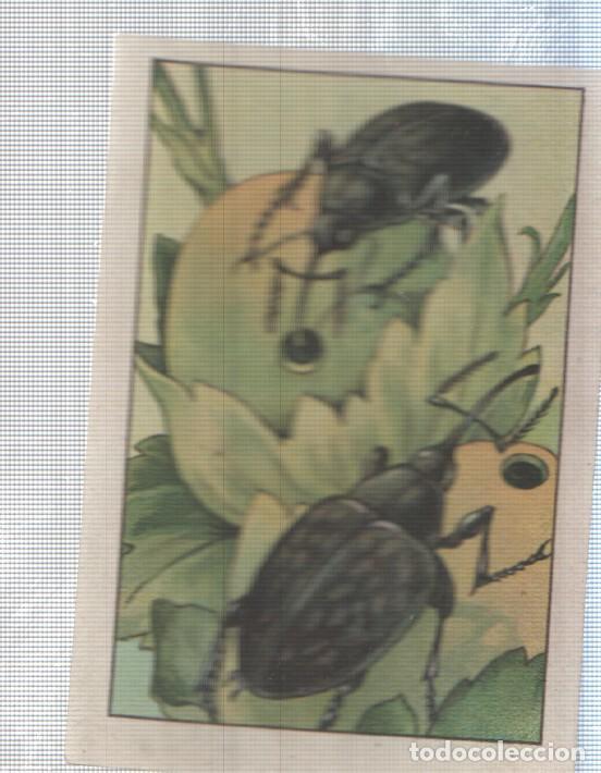 Colecionismo desportivo: Cromo Nestle numerado 171: Escarabajos