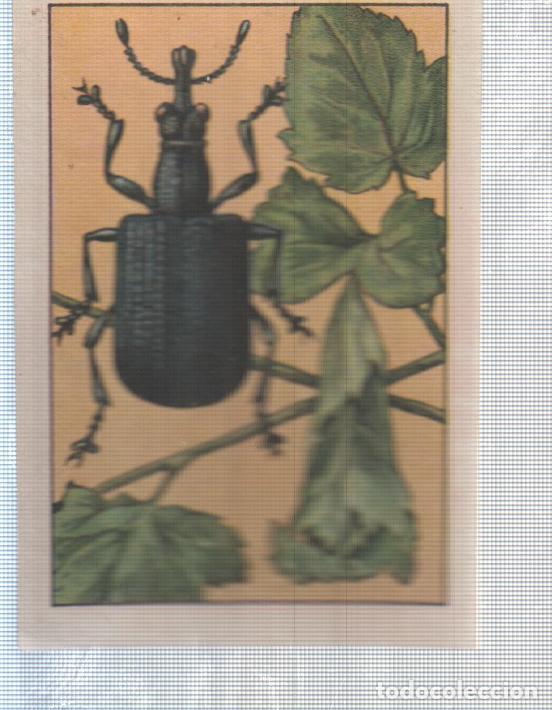 Colecionismo desportivo: Cromo Nestle numerado 170: Escarabajos