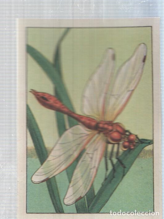 Colecionismo desportivo: Cromo Nestle numerado 191: Libelula