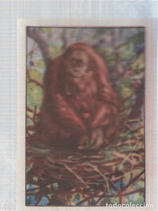 Sports collectibles: Cromo Nestle numerado 203: Gorila