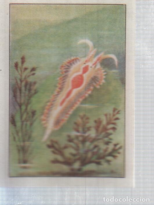 Sports collectibles: Cromo Nestle numerado 208: Flora marina