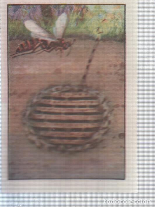 Sports collectibles: Cromo Nestle numerado 200: Nido subterraneo