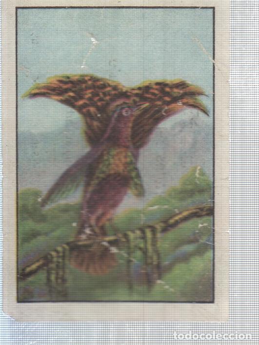 Sports collectibles: Cromo Nestle numerado 215. Ave