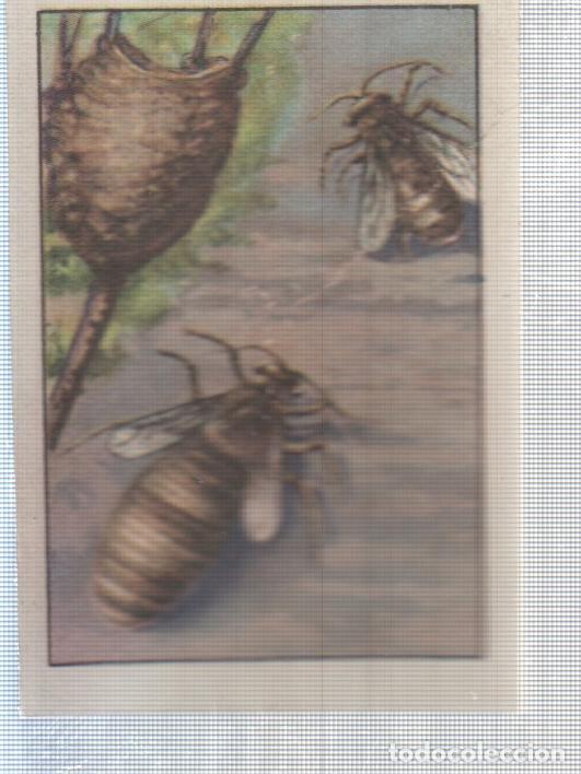 Sports collectibles: Cromo Nestle numerado 233: Insectos