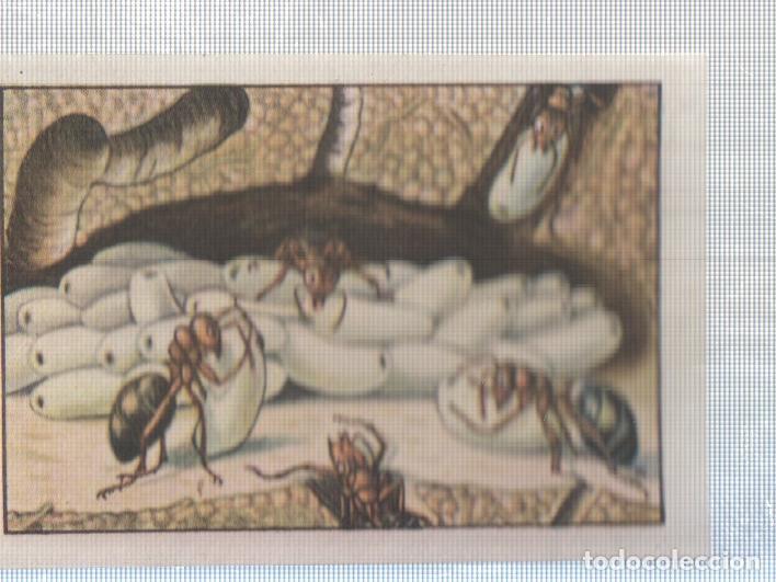 Sports collectibles: Cromo Nestle numerado 238: Insectos