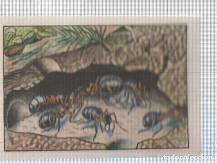 Collectionnisme sportif: Cromo Nestle numerado 236: Insectos