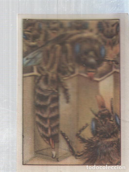 Collectionnisme sportif: Cromo Nestle numerado 230: Insectos