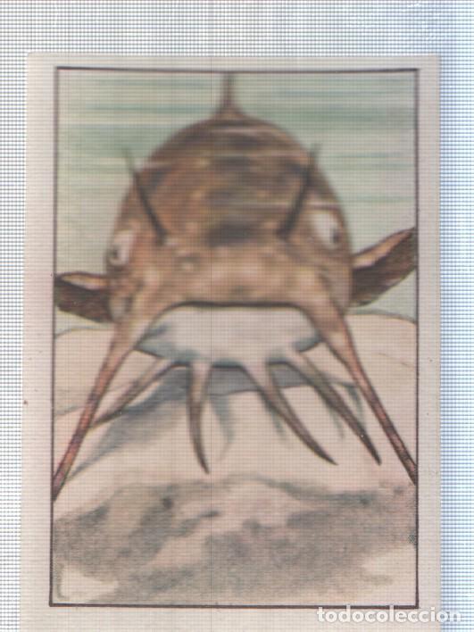 Collectionnisme sportif: Cromo Nestle numerado 242: peces