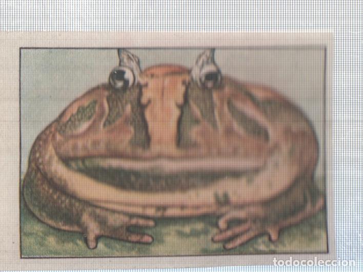 Collectionnisme sportif: Cromo Nestle numerado 241: Sapo