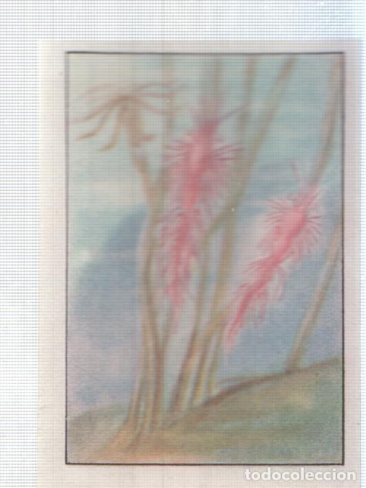 Collectionnisme sportif: Cromo Nestle numerado 259: Flora marina