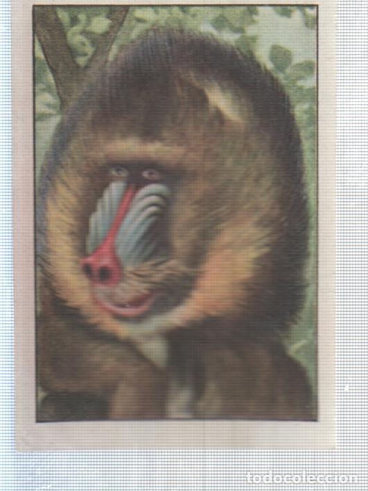 Collectionnisme sportif: Cromo Nestle numerado 246: Macaco