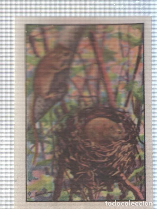 Collectionnisme sportif: Cromo Nestle numerado 257: roedores