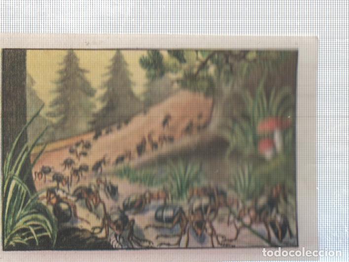 Collectionnisme sportif: Cromo Nestle numerado 251: Hormigas