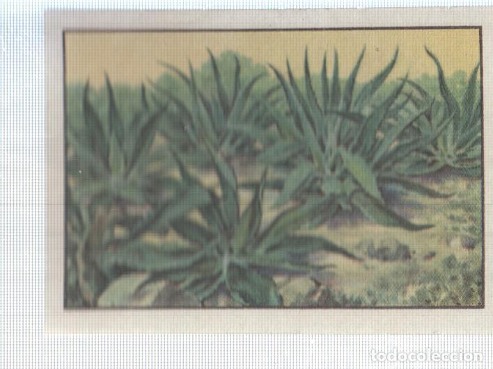Collezionismo sportivo: Cromo Nestle numerado 261: Vegetacion