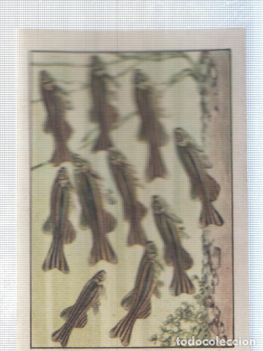 Collezionismo sportivo: Cromo Nestle numerado 279: Peces