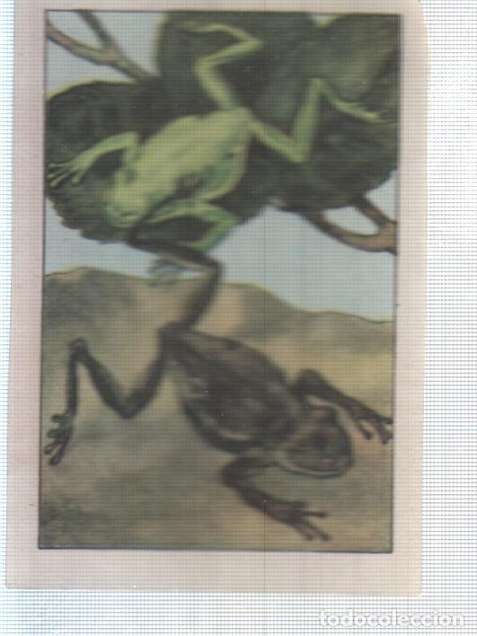 Collezionismo sportivo: Cromo Nestle numerado 276: Ranas