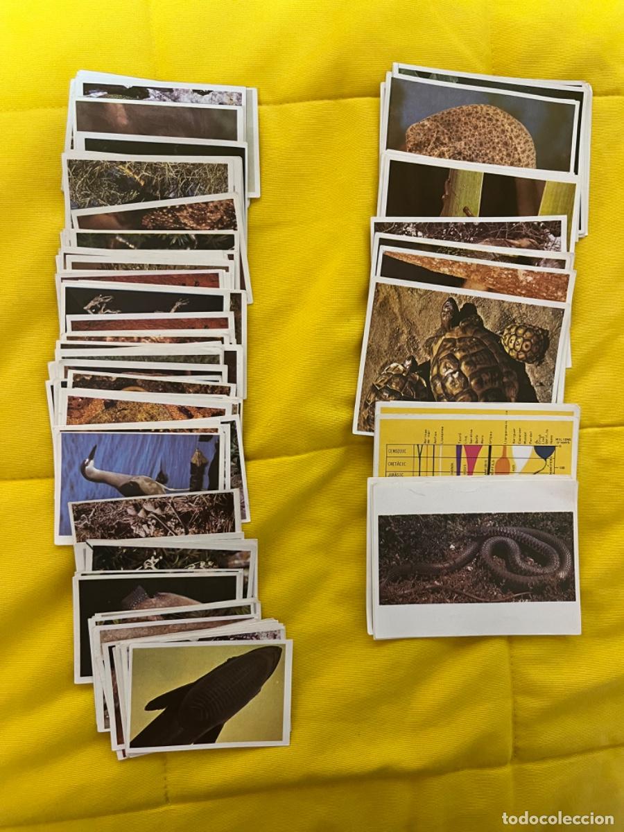 Coleccionismo deportivo: 127 cromos stickers el mon animal fauna II vertebrats (hau alguno repetido)